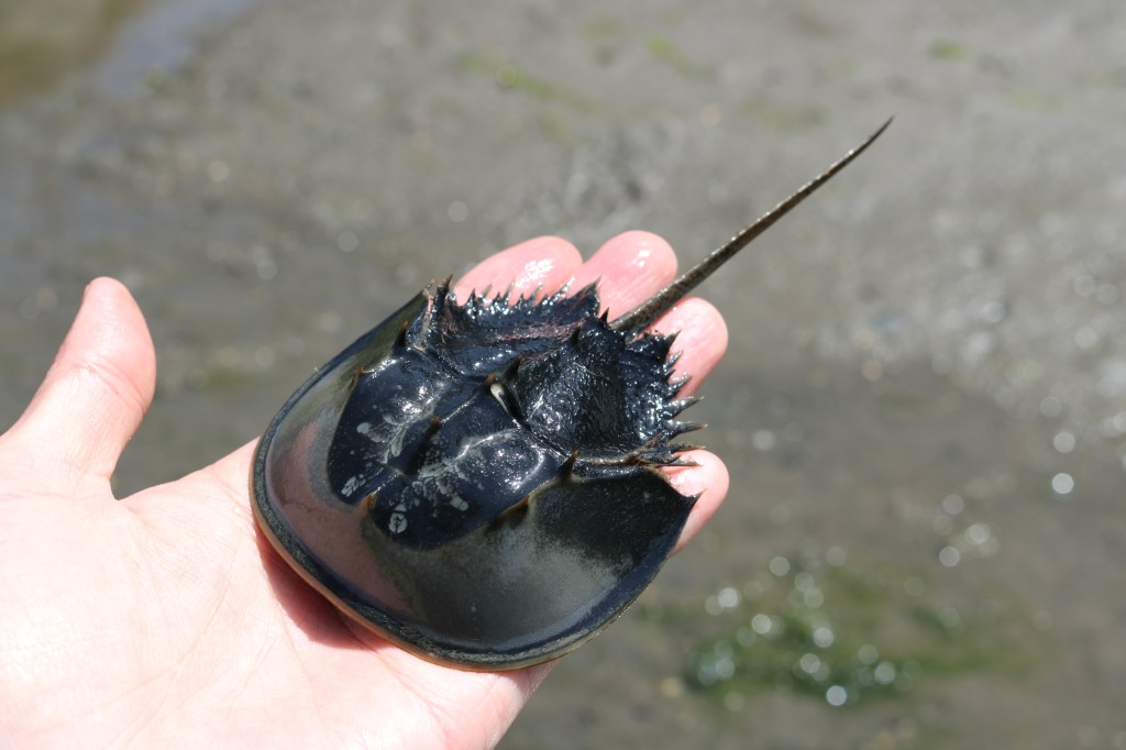 カブトガニの幼生（子ども）